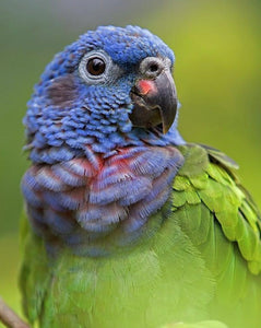Gratia - Amazonas